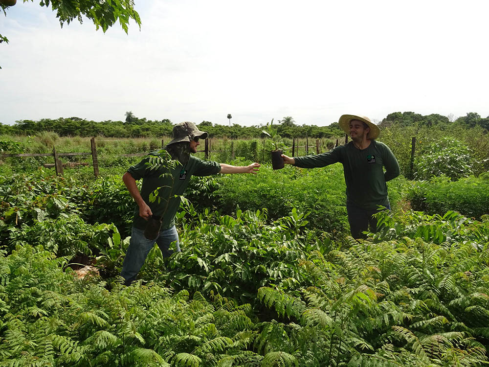 OOG Edam Black Jaguar foundation